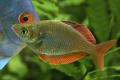 (M. Glossolepis) Sepik rainbow