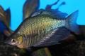 (M. Glossolepis) Lake Wanam rainbow