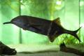 (M. Gnathonemus) Elephant nose