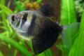 (C. Gymnocorymbus) Black Widow tetra