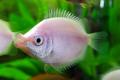 (H. Helostoma) Kissing gourami