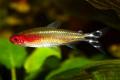 (C. Hemigrammus) Rummynose tetra