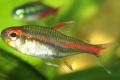 (C. Hemigrammus) Glowlight tetra
