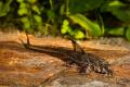 (L. Hemiloricaria) Whiptail catfish
