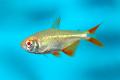 (C. Hyphessobrycon) Gold buenos aires tetra