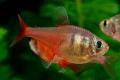 (C. Hyphessobrycon) Flame tetra