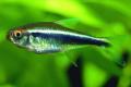 (C. Hyphessobrycon) Black neon tetra