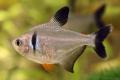 (C. Hyphessobrycon) Black phantom tetra