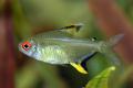 (C. Hyphessobrycon) Lemon tetra