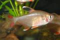 (C. Hyphessobrycon) Rosy tetra