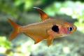 (C. Hyphessobrycon) Red phantom tetra