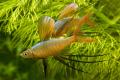 (M. Iriatherina) Threadfin rainbow