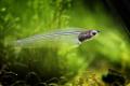 (S. Kryptopterus) Thai glass catfish