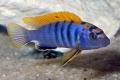 (C. Labidochromis) Labidochromis sp. Hongi
