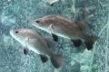 (C. Lates) Barramundi
