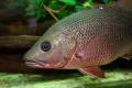 (L. Lutjanus) Mangrove Jack