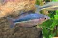 (M. Melanotaenia) Crimsonspotted rainbow