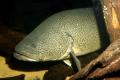 (P. Maccullochella) Murray cod