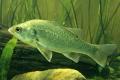 (P. Macquaria) Australian bass