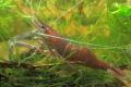 (P. Macrobrachium) Shrimp long arm