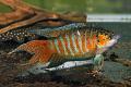 (O. Macropodus) Paradise Fish