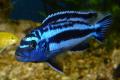 (C. Melanochromis) Melanochromis maingano