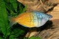 (M. Melanotaenia) Boeseman's rainbow
