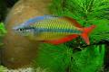 (M. Melanotaenia) Lake Tebera rainbow