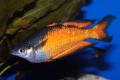 (M. Melanotaenia) Parkinsoni rainbow
