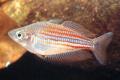 (M. Melanotaenia) Utchee rainbow