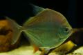 (C. Metynnis) Silver dollar