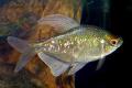 (C. Moenkhausia) Diamond tetra