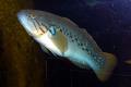 (E. Mogurnda) Purple-spotted gudgeon