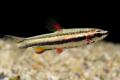 (L. Nannostomus) Dwarf Pencilfish