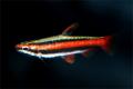 (L. Nannostomus) Red coral Pencilfish