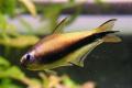 (C. Nematobrycon) Emperor tetra