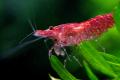 (A. Neocaridina) Cherry shrimp