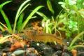 (A. Neocaridina) Shrimp