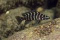 (C. Neolamprologus) Neolamprologus Cylindricus
