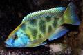 (C. Nimbochromis) Nimbochromis venustus