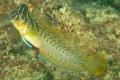 (B. Omobranchus) Oyster blennie