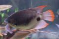 (O. Osphronemus) Red Tail Giant Gourami