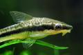 (L. Otocinclus) Otocinclus catfish