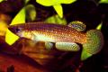 (A. Pachypanchax) Golden panchax