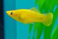 (P. Pamphorichthys) Mini mollies