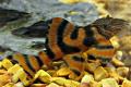 (L. Panaqolus) Panaqolus sp. L397 catfish