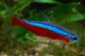 (C. Paracheirodon) Cardinal tetra