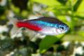 (C. Paracheirodon) Neon tetras