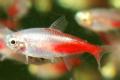 (C. Paracheirodon) Rosy neon tetra