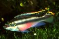 (C. Pelvicachromis) Kribensis